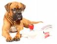 petit chien